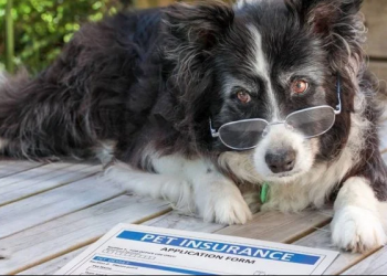 buying pet insurance