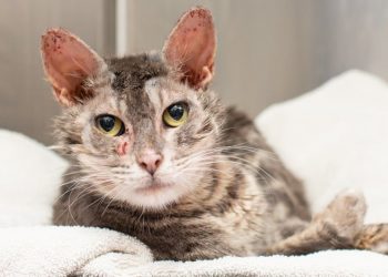 Different types of mange in cats