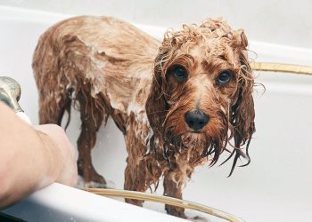 How often should you give your dog a bath?